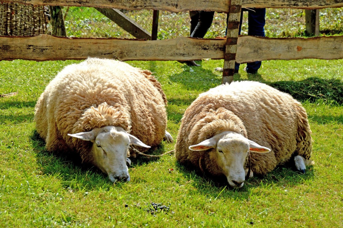 Die Psychose der&nbsp;Schlafschafe